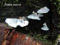 Cyanosporus caesius-amf1523